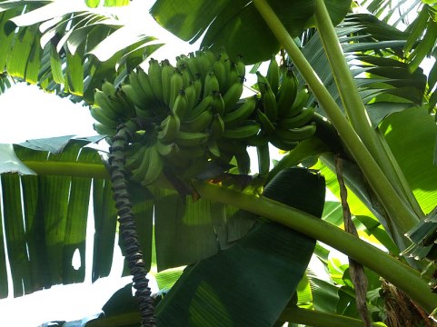 biodigestor-bananas